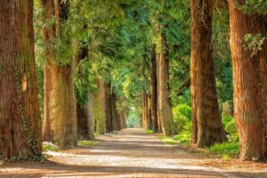 Free Avenue Trees photo and picture