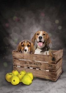 Crate, Dogs, Beagle, Puppy, Cute, Pets