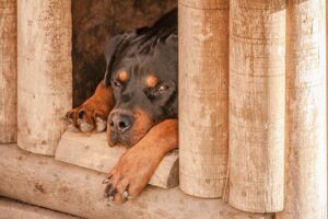 Rottweiler, Dog, Sleep, Dog House, Sad